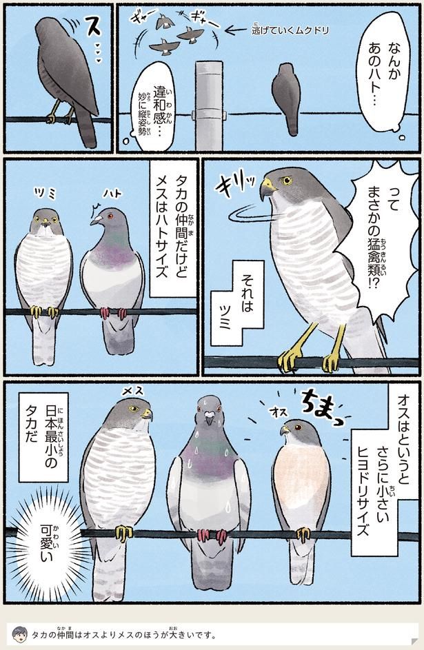 まさかの猛禽類！？ （C）piro piro piccolo／KADOKAWA