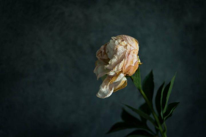 北 くじ運 下がる 枯れた花 ドライフラワー