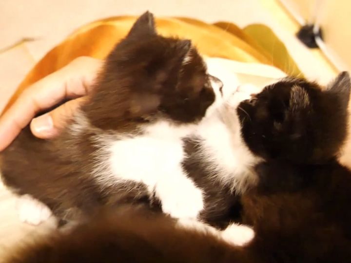 ぎゅうぎゅうです……それでもお膝に乗りたい子猫たち！