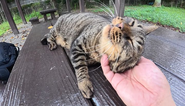 テーブルの上で撫でられる猫