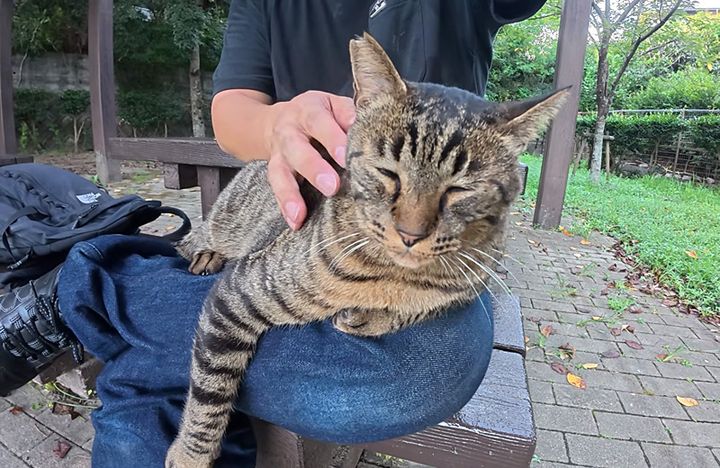 膝の上で撫でられる猫