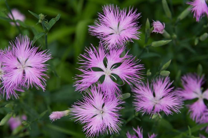 秋空に映える「植えっぱなし多年草」8選！来年も咲く、育てやすい秋の花