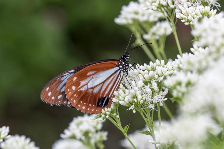 蜜を吸うアサギマダラ