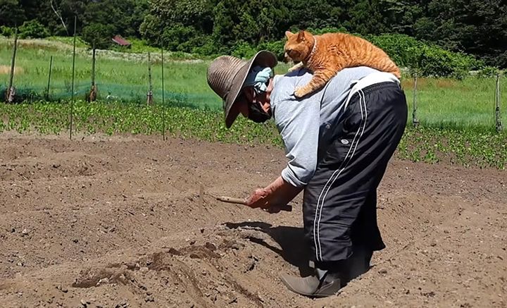 おばあちゃんと種まきする猫