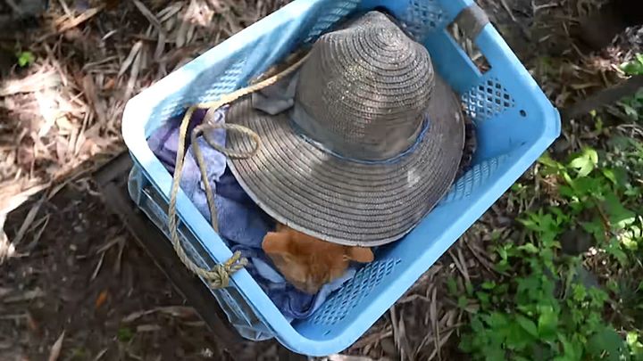 畑に移動する猫