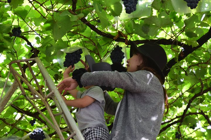【お得】ぶどう狩りが880円で「時間無制限」！？長野『原遊覧園・原農園』で旬のぶどうが食べ放題