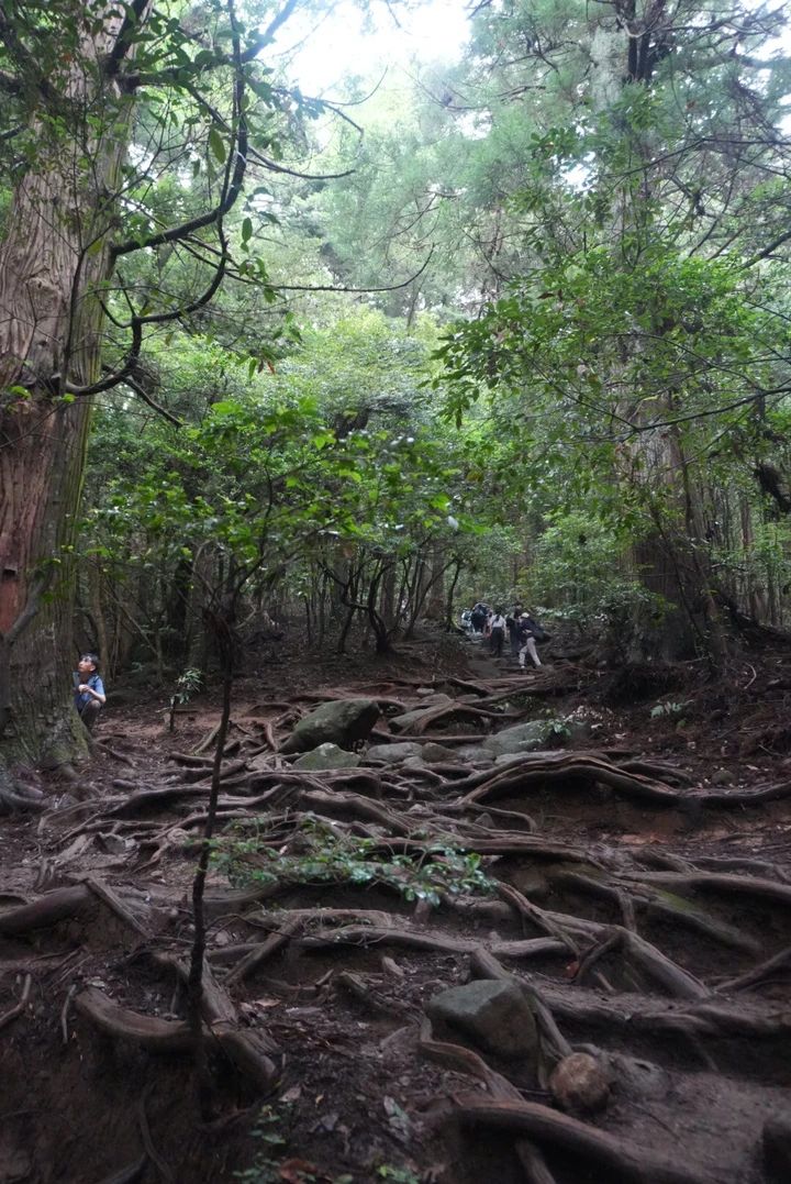 【筑波山登山】岩場だらけの中級コース体験記｜注意点・温泉情報あり_5