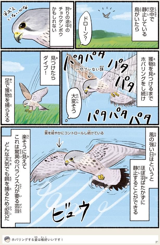 どんな天気でも餌を捕るため必死だ （C）piro piro piccolo／KADOKAWA