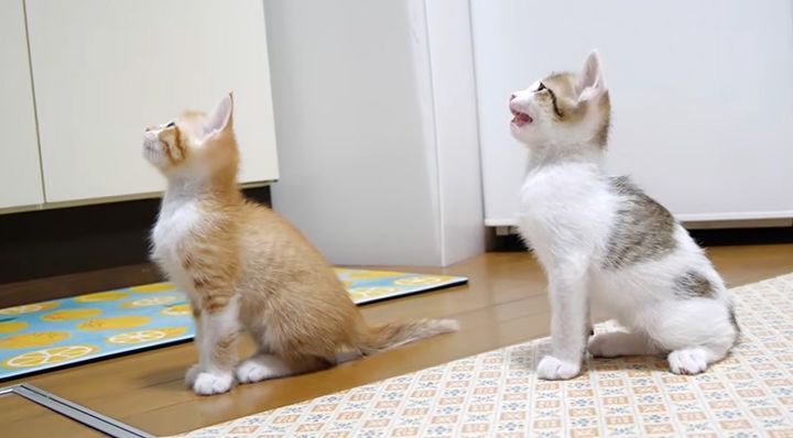 ご飯を催促する子猫達
