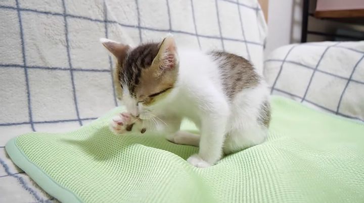 食後の毛づくろいをする子猫