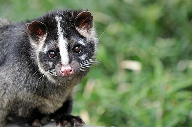 【写真】見た目はかわいいが、被害をもたらしているハクビシン