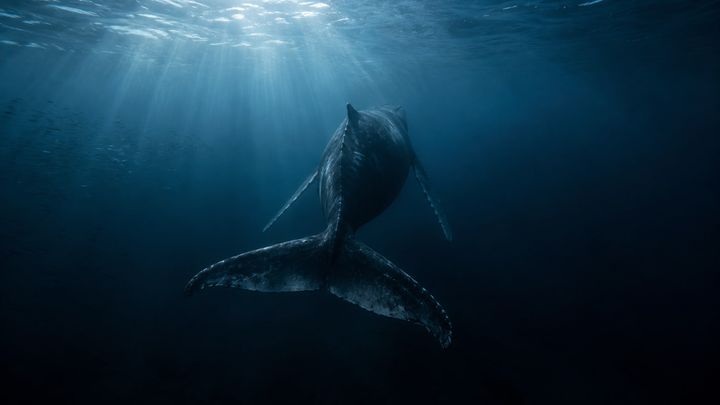 クジラは「悲しむ」のか、まだ分からないこと