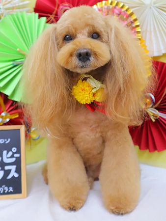 Rimstone.Co.が愛知県豊川市で展開するペットサロンとエステで新規キャンペーン実施中
