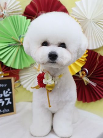 Rimstone.Co.が愛知県豊川市で展開するペットサロンとエステで新規キャンペーン実施中