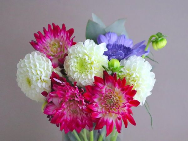 「MESSAGE de ROSE BY KARENDO」秋の新作チョコはダリアをイメージ