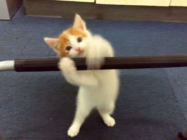 子猫のミミ、立ち上がろうと頑張る！