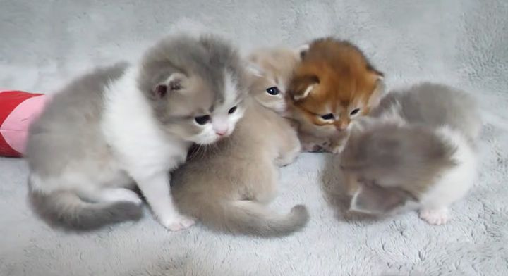 一緒に過ごす子猫達