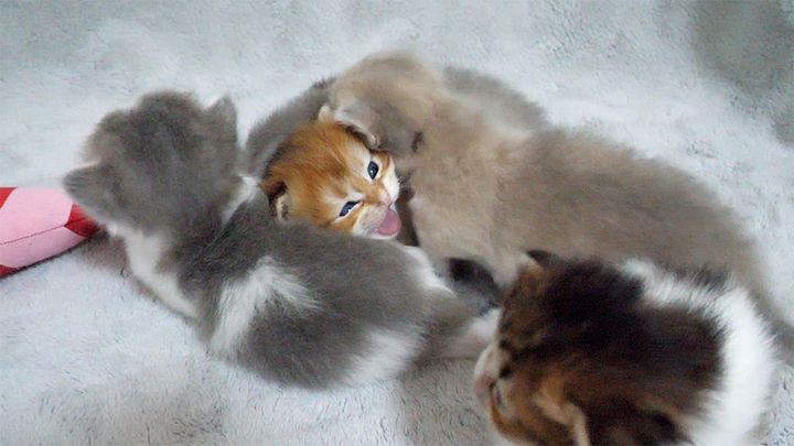 兄弟に囲まれて窮屈そうな子猫