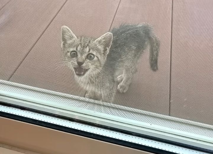 家に入りたい子猫