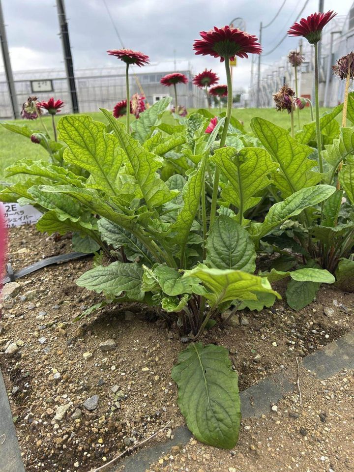 地植え。花数は少なくなるが、真夏でも開花が絶えない。