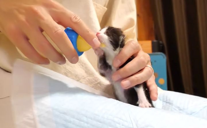 ミルクに苦戦する子猫