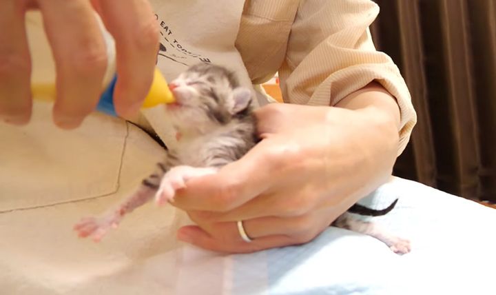 ミルクを上手に飲む子猫