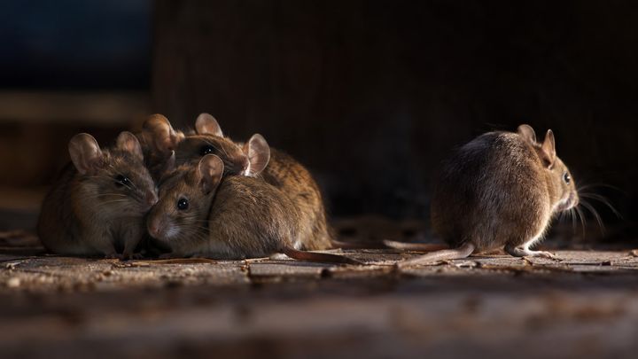 ふつうのマウスでも社会性は上がった？
