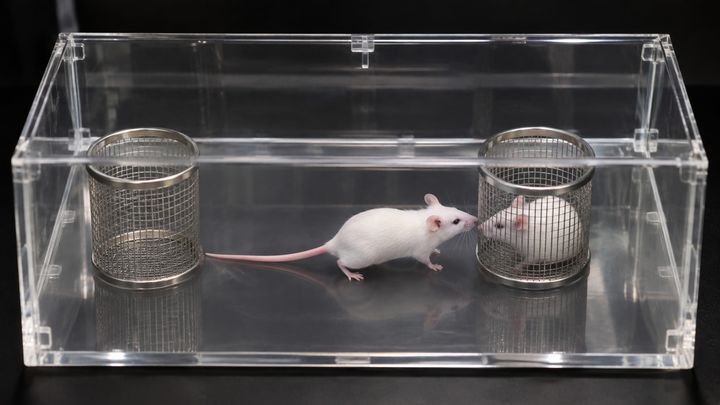 マウスの「仲間への関心」はどう測った？