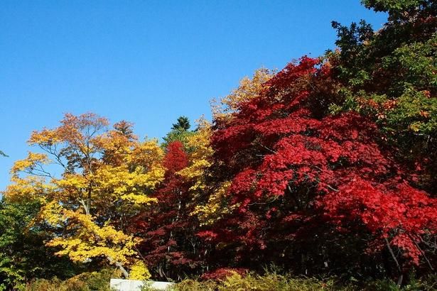 色鮮やかな紅葉が楽しめるスポット/層雲峡(紅葉谷)の紅葉 画像提供：(一社)層雲峡観光協会