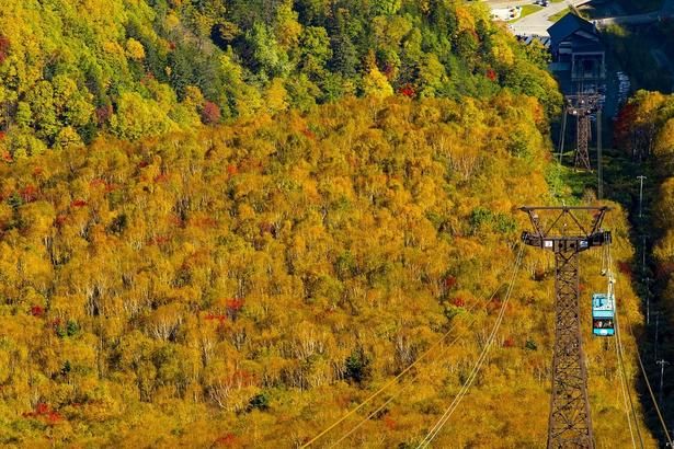 空中から色とりどりの山を眺められる/大雪山(黒岳)の紅葉 画像提供：りんゆう観光