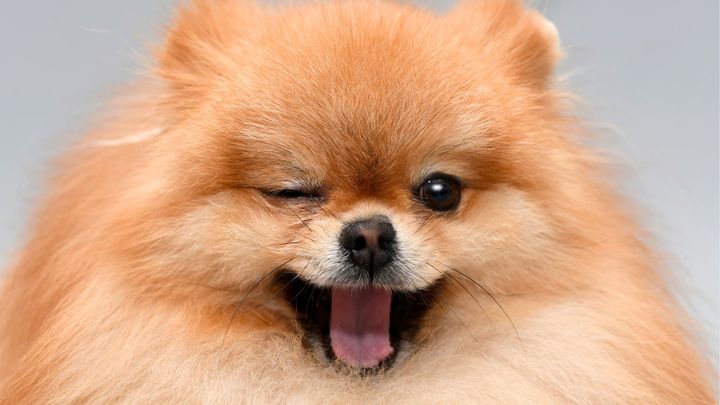 犬は人間が話すとき母音よりも子音に注意を向けていた――言葉を区切る仕組み