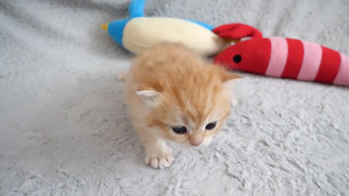 歩く子猫