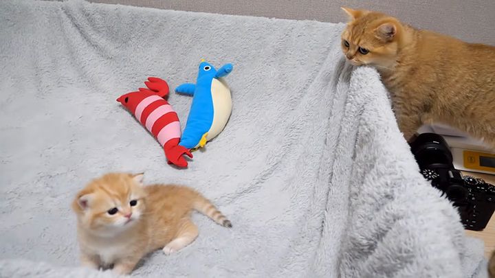 子猫を見守る猫
