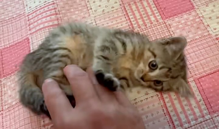 甘える保護子猫