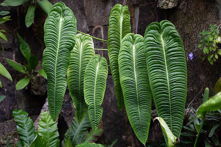 アンスリウム・ベイチー Anthurium veitchii