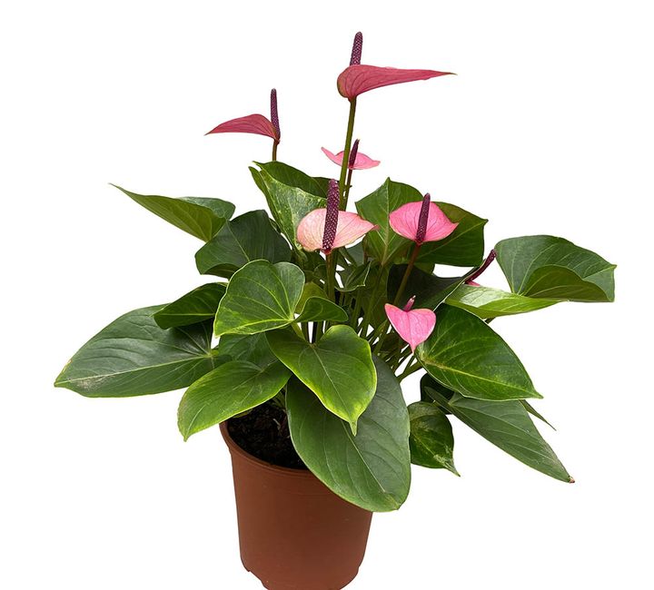 アンスリウム‘ベビーパープル’ Anthurium 'Baby Purple'