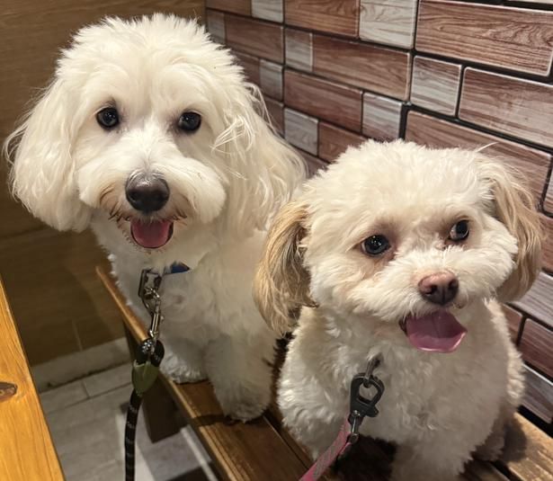 井上裕介の愛犬、“ぼん”'(右)と“ちょこ”(左) 写真/井上裕介より提供