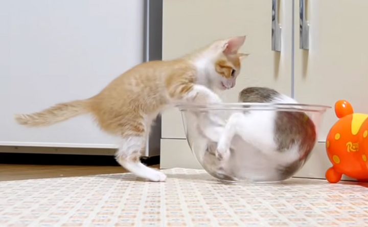 元気いっぱいに遊ぶ子猫達