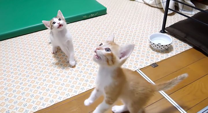 ご飯だと勘違いした子猫達