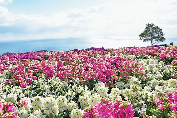 あわじ花さじきのストック