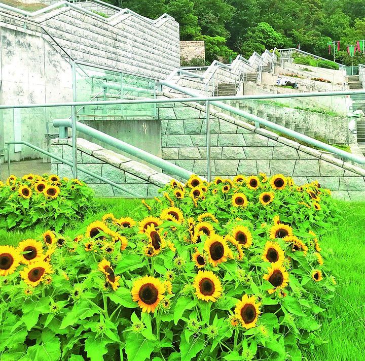 淡路夢舞台のヒマワリ
