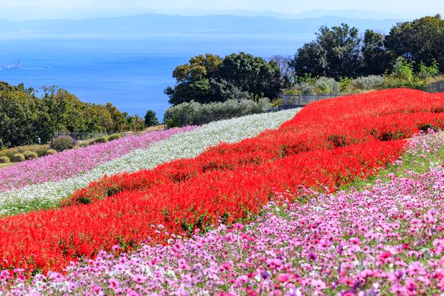 あわじ花さじきのコスモス
