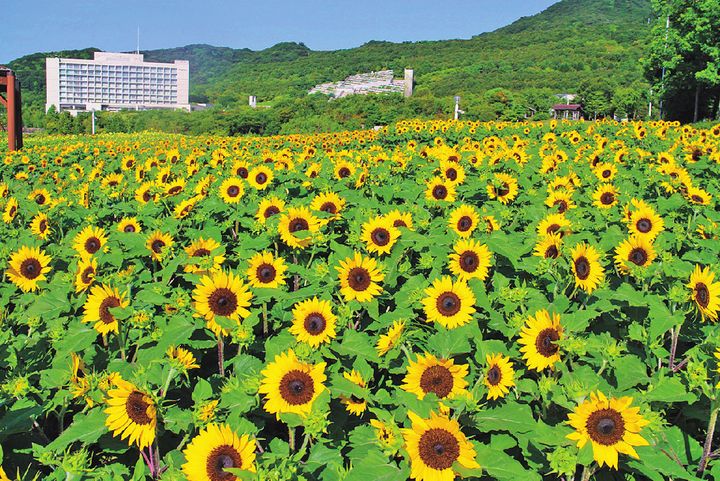淡路国営明石海峡公園のヒマワリ