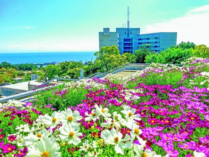 淡路夢舞台のコスモス