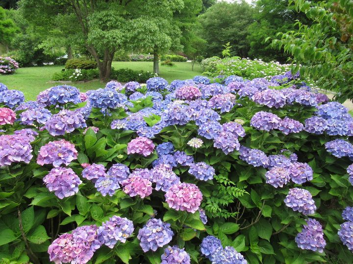 兵庫県立淡路島公園のアジサイ