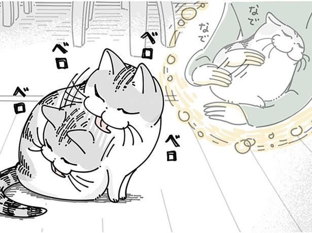 離れてすぐに毛づくろいをされて （C）キュルZ／KADOKAWA