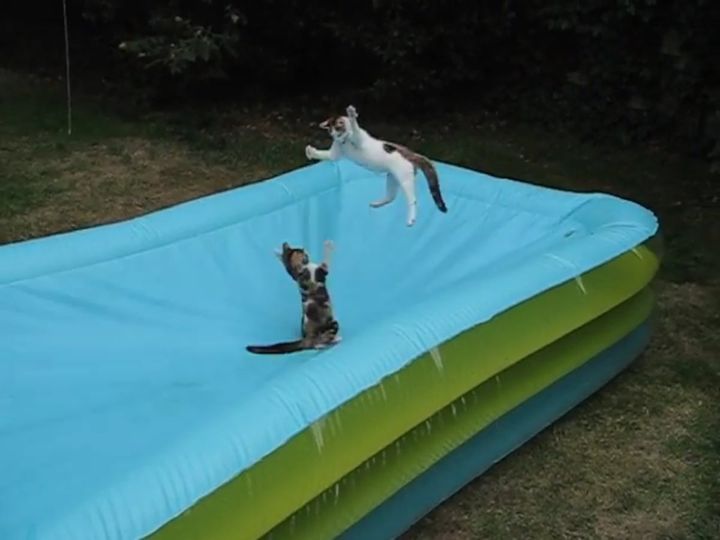 まるで「忍者？」ジャンプを決める子猫！