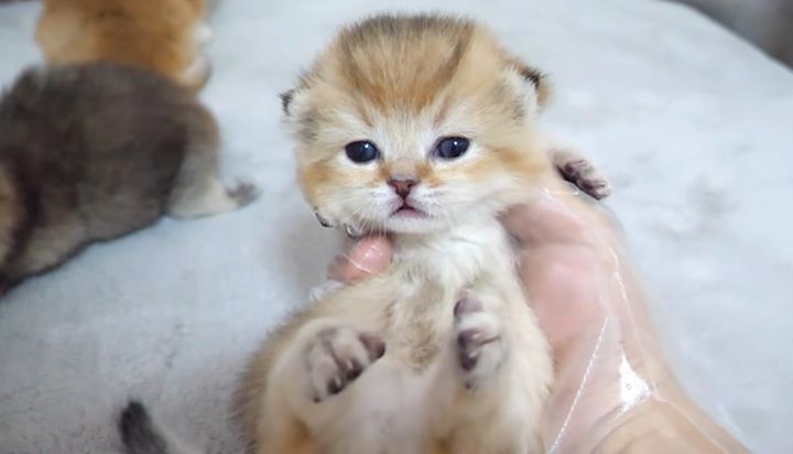 抱っこされた子猫