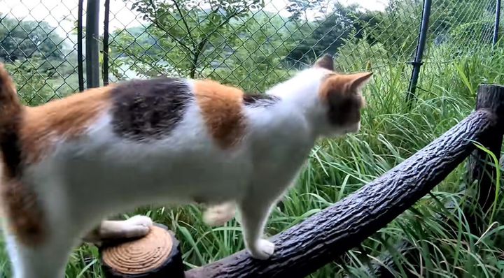 山頂までついてきた猫
