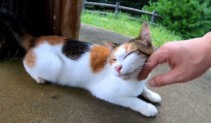 ナデナデを楽しむ猫